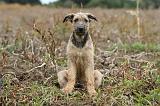 BOUVIER DES ARDENNES 177